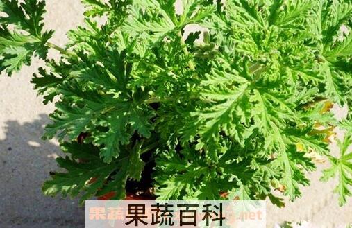 驱蚊草应如何种植 