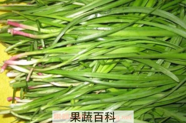 山韭菜和野韭菜的区别 山韭菜与韭菜有何不同