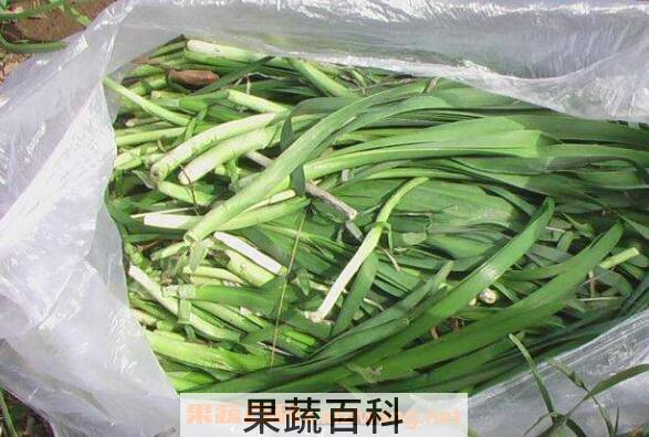 山韭菜和野韭菜的区别 山韭菜与韭菜有何不同