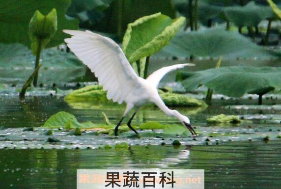 白鹭和营养价值和功效 白鹭能吃吗