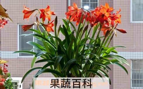 朱顶红的冬眠养殖方法