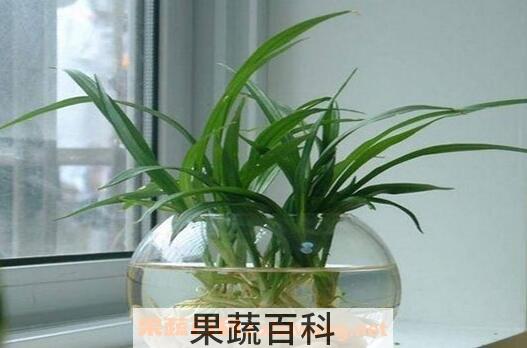 珍珠吊兰水里的养殖方法
