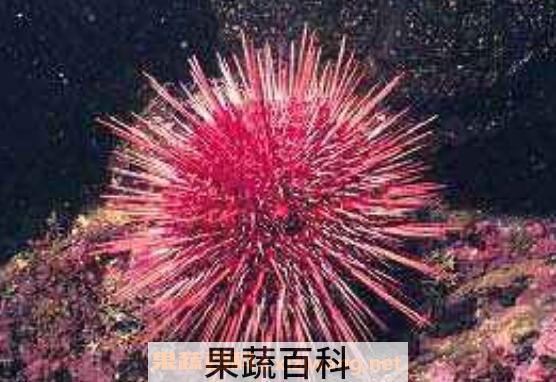海胆有毒吗 海胆中毒怎么处理