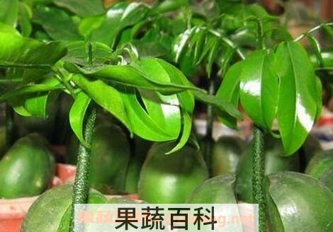 元宝竹的养殖方法和注意事项