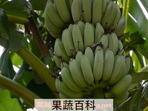 芭蕉的功效与作用及药用价值