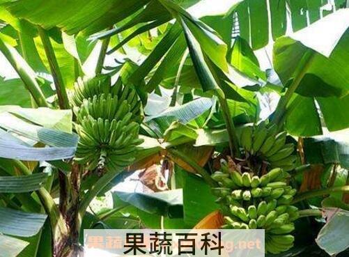 芭蕉的功效与作用及药用价值