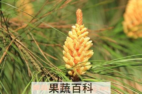  松树开花吗 为什么看不见松树开花