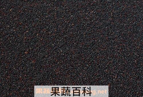 油菜花籽的作用与功效