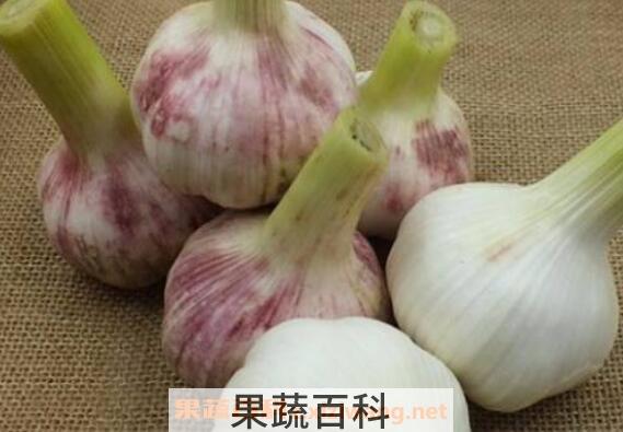 鲜蒜头怎么吃最好