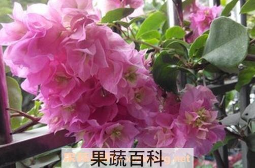 重瓣三角梅的养殖方法