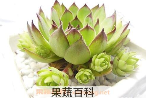 植物观音莲的养殖方法和注意事项