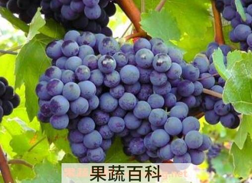 吃葡萄有什么好处 吃葡萄的功效与作用