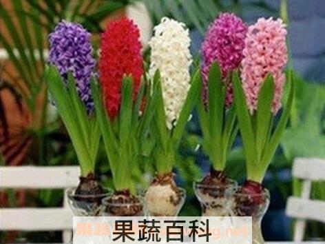 风信子的养殖方法和注意事项