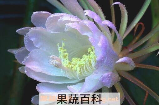 令箭荷花的养殖方法与注意事项