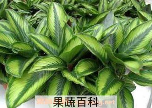 竹芋的养殖方法和注意事项