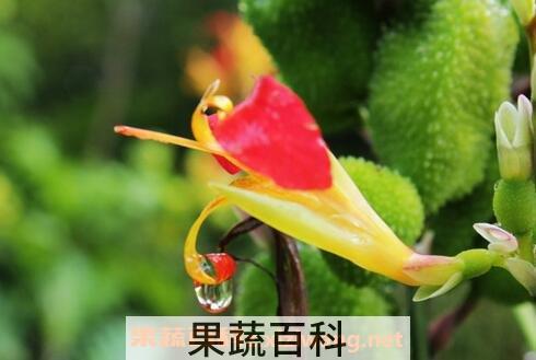 竹宇花的养殖