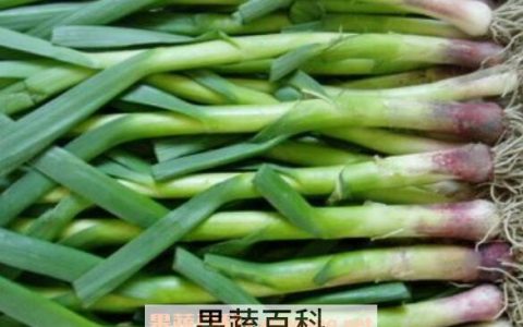 干蒜苗的药用价值 干蒜苗有什么功效