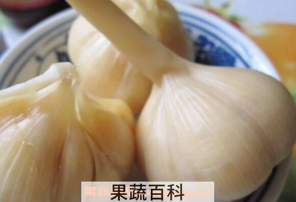 鲜蒜头怎么腌制好吃 鲜蒜头的腌制方法
