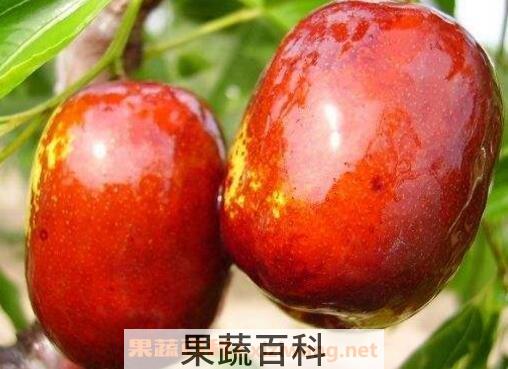 大枣的功效与作用都有哪些