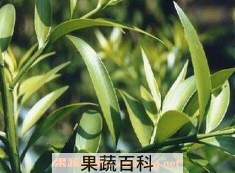 竹柏盆栽的养殖方法