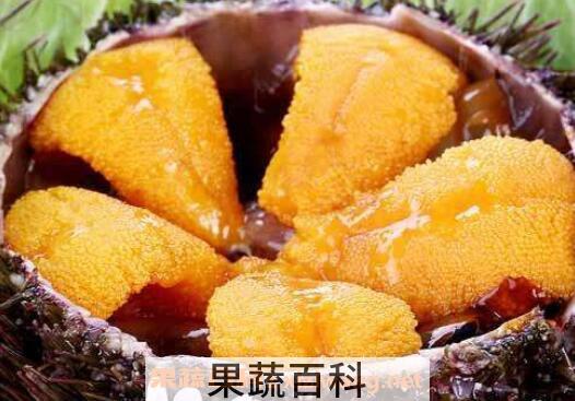 鲜海胆肉怎么吃 鲜海胆的吃法教程