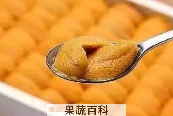 鲜海胆肉怎么吃 鲜海胆的吃法教程