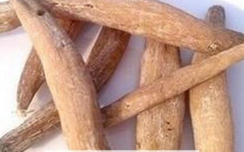 紫茉莉根有什么功效 紫茉莉根的功效与作用及禁忌