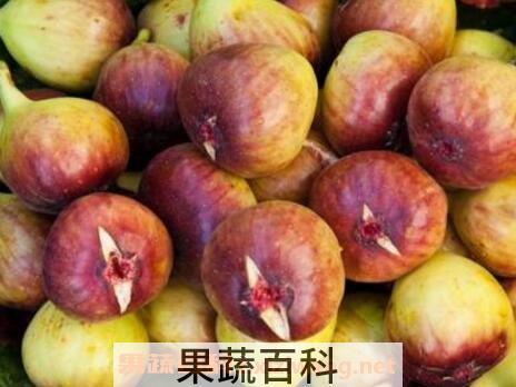 鲜无花果的功效与禁忌