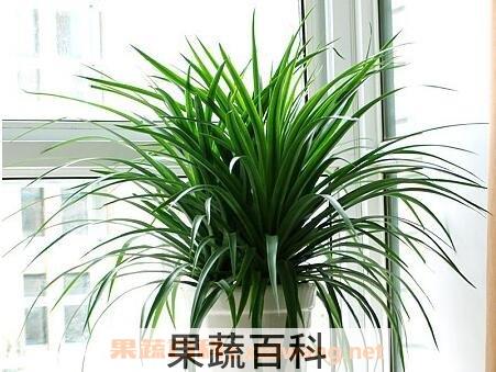 植物龙铁怎么养殖