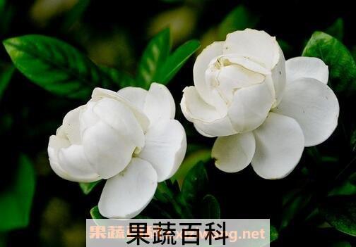栀子花的功效与作用及用法