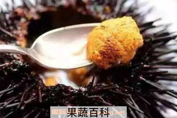 海胆可以生吃吗 海胆生吃怎么吃图解
