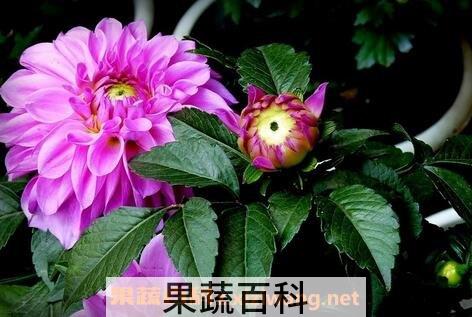 紫菊花叶的功效与作用及禁忌
