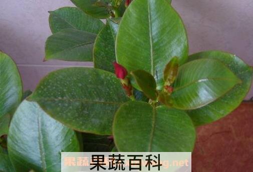 月季花叶的功效与作用及食用方法