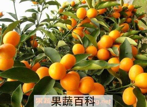 金桔有哪些功效与作用