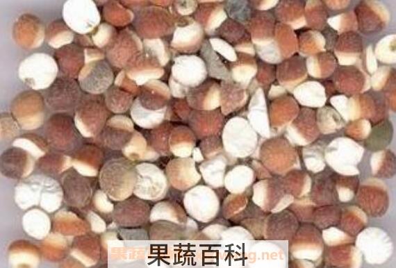 芡实怎么煮烂 新鲜的芡实怎么吃