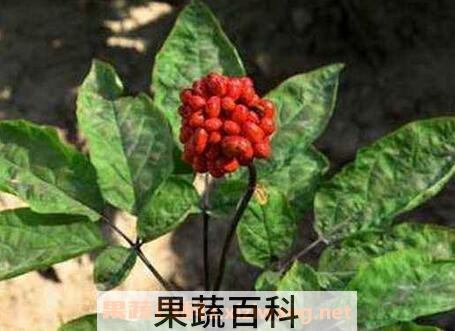 人参花的功效