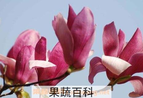 玉兰花的功效与作用