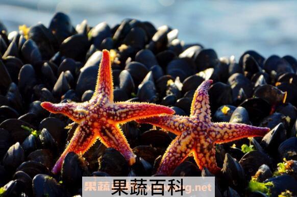 海五星的功效与作用