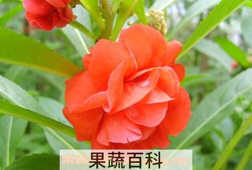 凤仙花的作用
