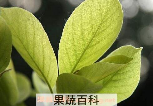  玉兰花叶的功效与作用