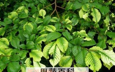 榆树叶的功效和作用榆树叶食用方法及禁忌 榆树叶的功效与副作用