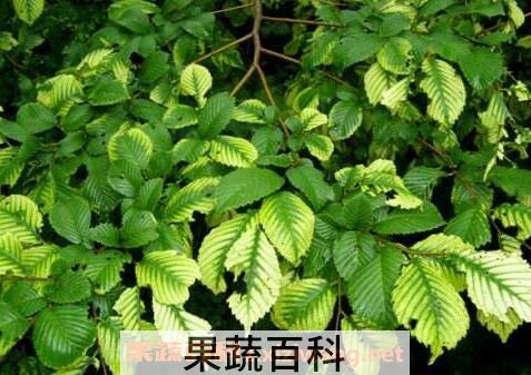 榆树叶的作用和功效