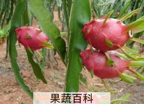  火龙果有哪些功效与作用