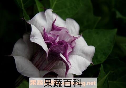 曼陀罗花的功效