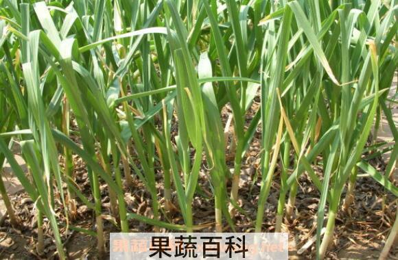 干蒜苗能吃吗 干蒜苗的功效与作用