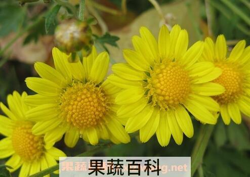山菊花的功效