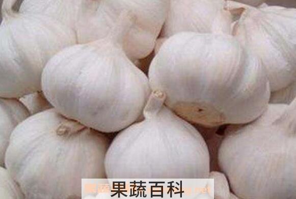 蒜头怎么吃杀菌效果好 蒜头怎么吃功效好