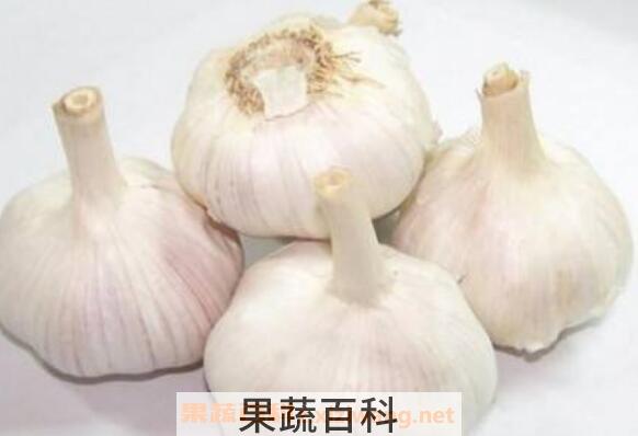 蒜头怎么吃杀菌效果好 蒜头怎么吃功效好