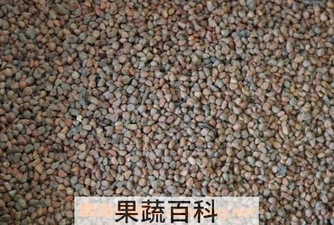 月季花籽的功效与作用