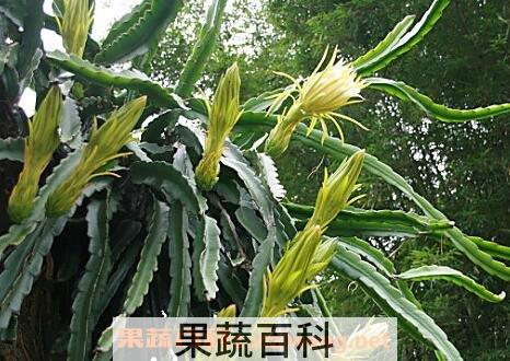 剑花的功效